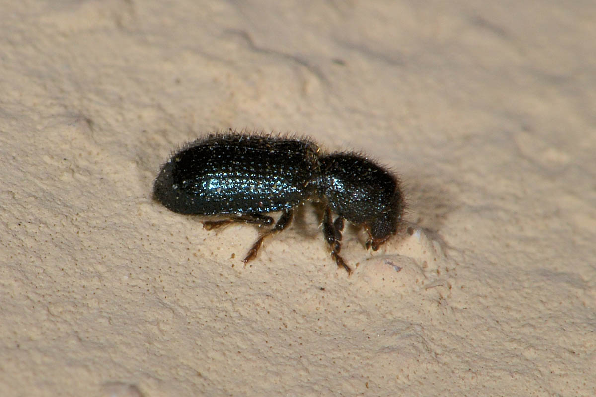 Korynetes pusillus - Cleridae